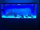 [TodoMarino.com] mi primer acuario marino 240l