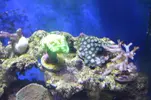 [TodoMarino.com] Presentación y Acuario