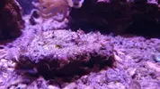 [TodoMarino.com] Son dinofragelados???
