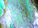 [TodoMarino.com] Esquejes varios SPS y euphilias Antequera Malaga