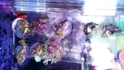 [TodoMarino.com] Cambio pack 3 corales por zoos Lloret Girona