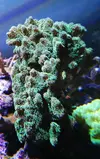 [TodoMarino.com] Cambio pack 3 corales por zoos Lloret Girona