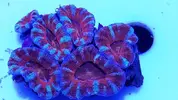 [TodoMarino.com] Fracks acantastrea rainbow!