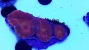 [TodoMarino.com] Fracks acantastrea rainbow!