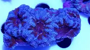 [TodoMarino.com] Fracks acantastrea rainbow!
