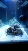 [TodoMarino.com] Montaje 200 litros mas Sump de 80l