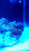 [TodoMarino.com] Montaje 200 litros mas Sump de 80l