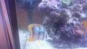 [TodoMarino.com] Chelmon rostratus