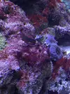 [TodoMarino.com] Ampliación paso a paso K-REEF, de 100 a 260 litros