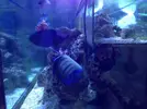 [TodoMarino.com] Unas fotos de solo peces! (ballesta,morenas, escorpiones...)