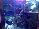 [TodoMarino.com] Unas fotos de solo peces! (ballesta,morenas, escorpiones...)
