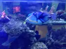 [TodoMarino.com] Unas fotos de solo peces! (ballesta,morenas, escorpiones...)