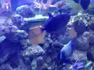 [TodoMarino.com] Unas fotos de solo peces! (ballesta,morenas, escorpiones...)
