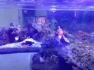[TodoMarino.com] Unas fotos de solo peces! (ballesta,morenas, escorpiones...)