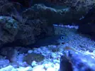 [TodoMarino.com] Unas fotos de solo peces! (ballesta,morenas, escorpiones...)