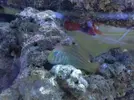 [TodoMarino.com] Unas fotos de solo peces! (ballesta,morenas, escorpiones...)