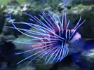 [TodoMarino.com] Unas fotos de solo peces! (ballesta,morenas, escorpiones...)