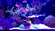 [TodoMarino.com] ♧♣《《Sharpei reef》》♣♧