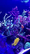[TodoMarino.com] ♧♣《《Sharpei reef》》♣♧