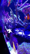 [TodoMarino.com] ♧♣《《Sharpei reef》》♣♧