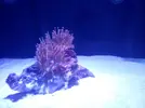 [TodoMarino.com] ♧♣《《Sharpei reef》》♣♧