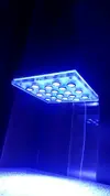 [TodoMarino.com] ♧♣《《Sharpei reef》》♣♧