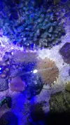 [TodoMarino.com] ♧♣《《Sharpei reef》》♣♧