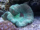 [TodoMarino.com] Foto de mi Trachyphyllia