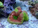 [TodoMarino.com] Foto de mi Trachyphyllia
