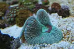 [TodoMarino.com] Foto de mi Trachyphyllia