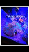 [TodoMarino.com] Foto de mi Trachyphyllia