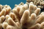 [TodoMarino.com] Identificación coral blando