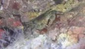 [TodoMarino.com] Identificar babosa??
