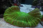 [TodoMarino.com] Foto de mi Trachyphyllia