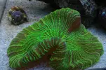 [TodoMarino.com] Foto de mi Trachyphyllia