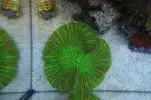 [TodoMarino.com] Foto de mi Trachyphyllia