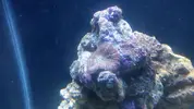[TodoMarino.com] que coral es?