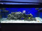 [TodoMarino.com] Plaga de alga verde!!!