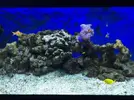[TodoMarino.com] Plaga de alga verde!!!