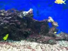 [TodoMarino.com] Plaga de alga verde!!!