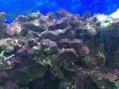 [TodoMarino.com] Plaga de alga verde!!!