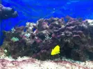 [TodoMarino.com] Plaga de alga verde!!!