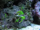 [TodoMarino.com] Neomeris Annulata