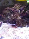 [TodoMarino.com] Alga filamentosa roja