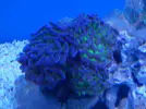 [TodoMarino.com] proyecto reef 100 l