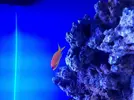 [TodoMarino.com] proyecto reef 100 l