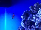 [TodoMarino.com] proyecto reef 100 l