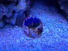 [TodoMarino.com] proyecto reef 100 l
