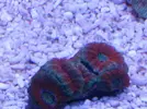 [TodoMarino.com] proyecto reef 100 l