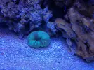 [TodoMarino.com] proyecto reef 100 l